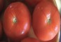 Tomaten ontvellen